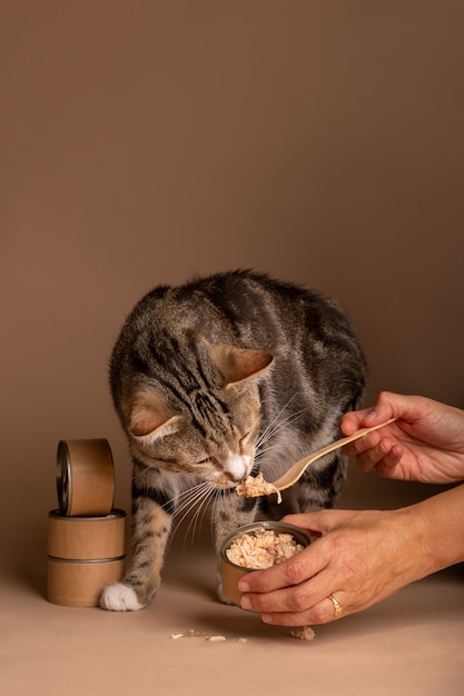 Vista del gatto che mangia cibo da una ciotola