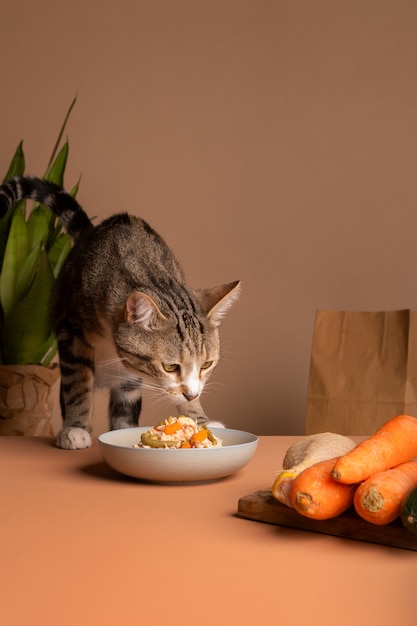 Vista del gatto che mangia cibo da una ciotola