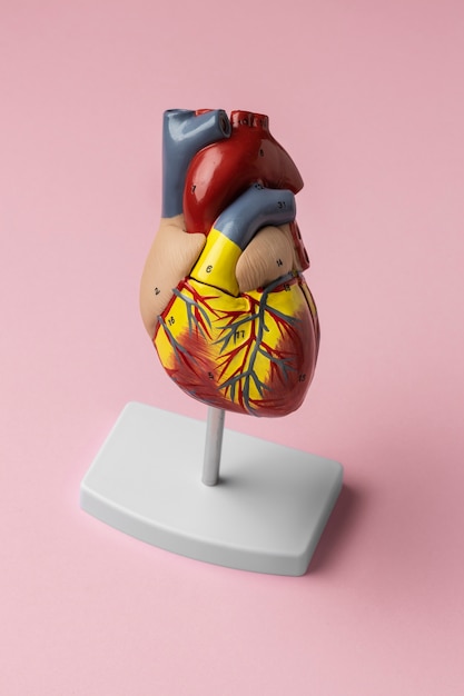 Vista del modello anatomico del cuore a scopo didattico