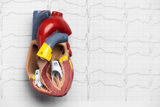 Vista del modello anatomico del cuore a scopo didattico