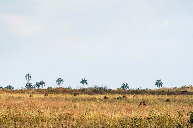 Vista del paesaggio della natura africana con alberi