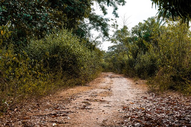 Vista del paesaggio della natura africana con strada e vegetazione