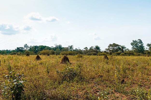 Vista del paesaggio della natura africana con vegetazione e alberi