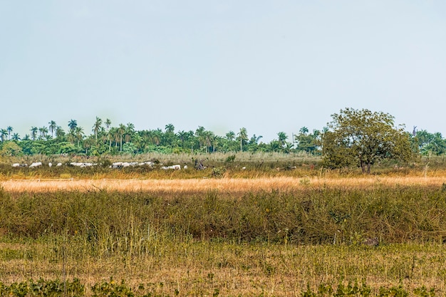 Vista del paesaggio della natura africana