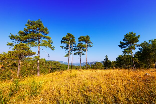 Vista del paesaggio delle montagne della foresta