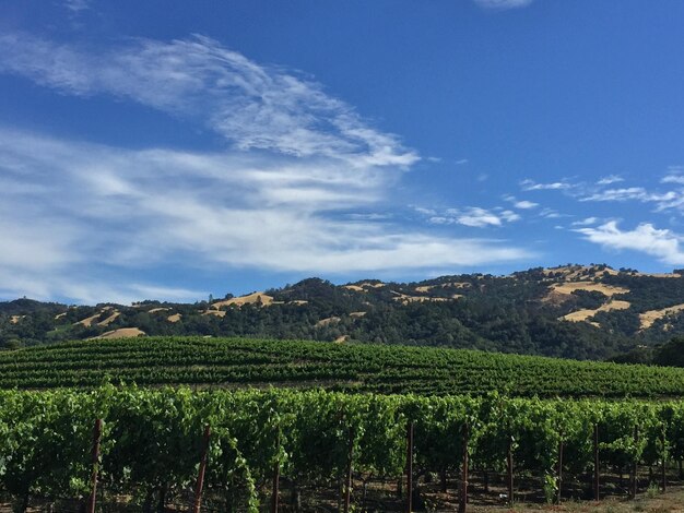 Vista del paesaggio di filari di vigneti nella contea di Sonoma, California con montagne