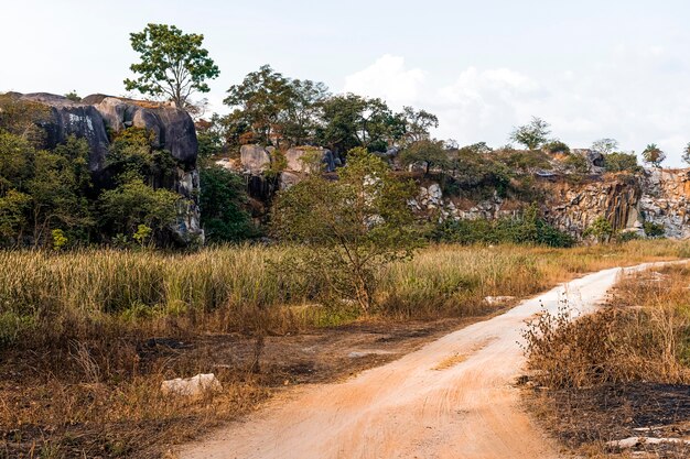 Vista del paesaggio naturale africano con alberi e carreggiata