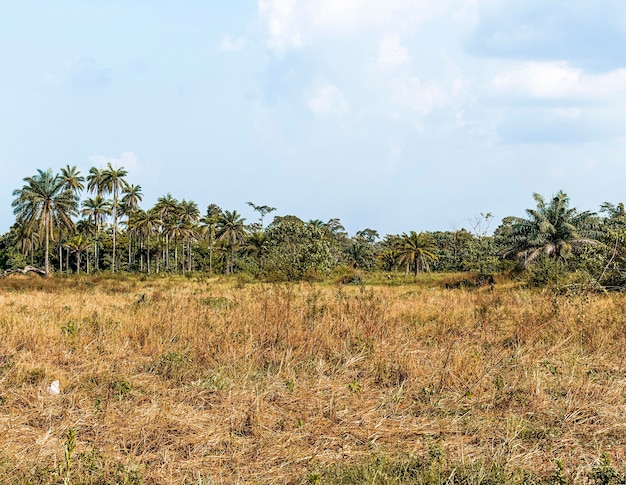 Vista del paesaggio naturale africano con alberi