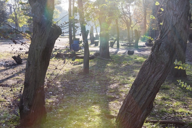 Vista del parco di alberi al tramonto