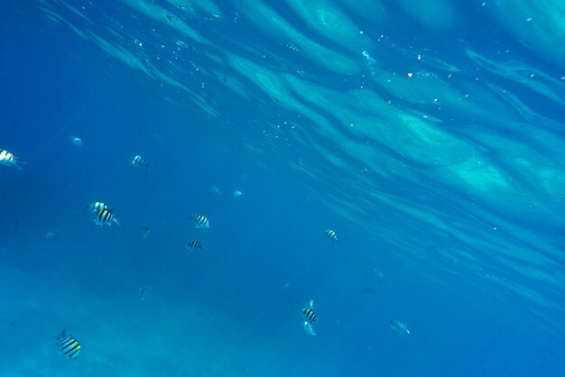 Vista del pesce che nuota sott'acqua