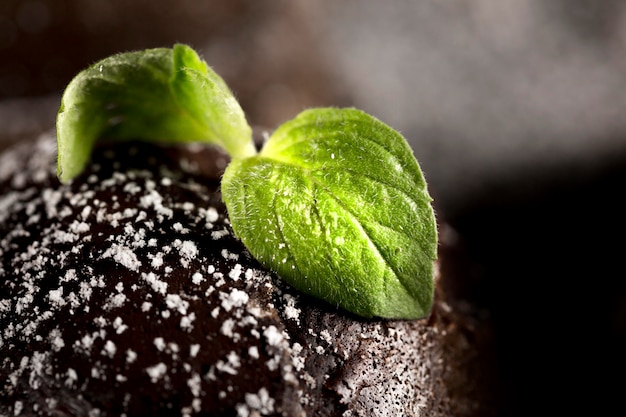 Vista del primo piano del concetto del cioccolato con le foglie di menta