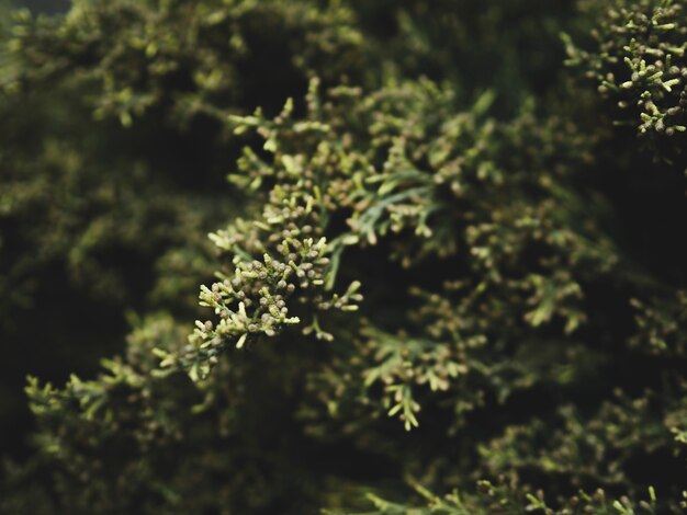 Vista del primo piano del concetto verde delle foglie