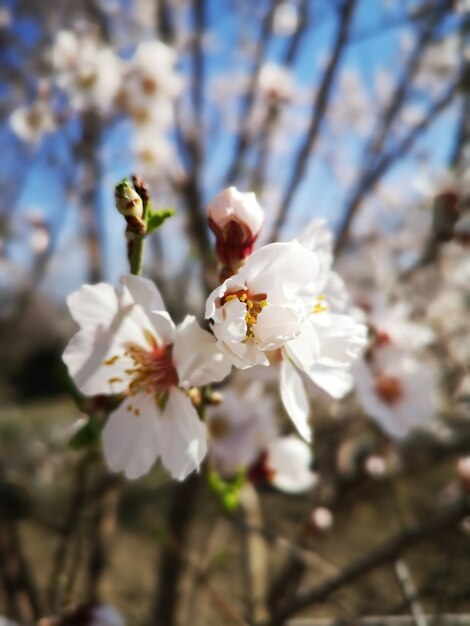 Vista del primo piano di un bel fiore di mandorla in fiore