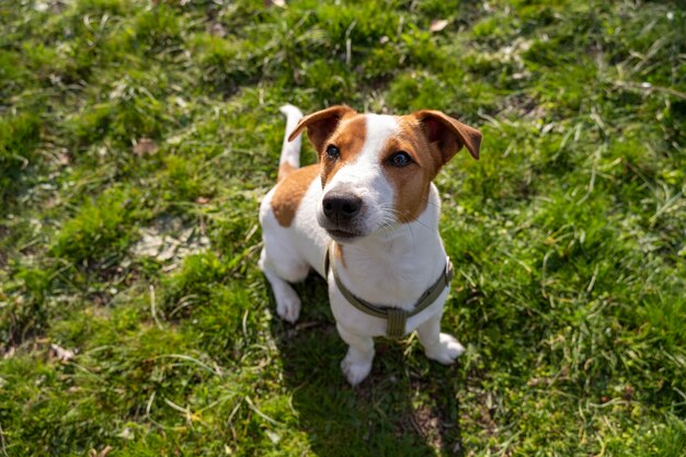 Vista del simpatico cane che si gode il tempo nella natura al parco