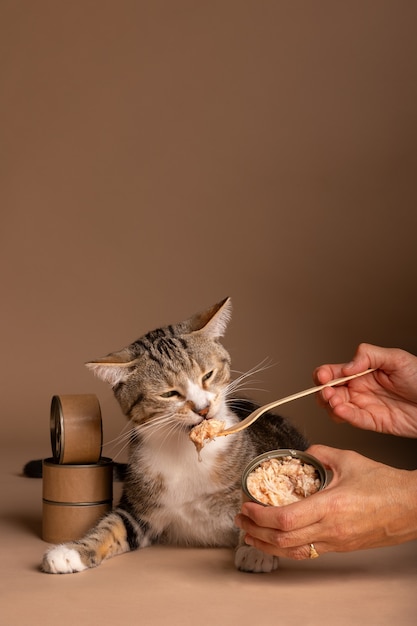 Vista dell'adorabile gatto che mangia il suo cibo