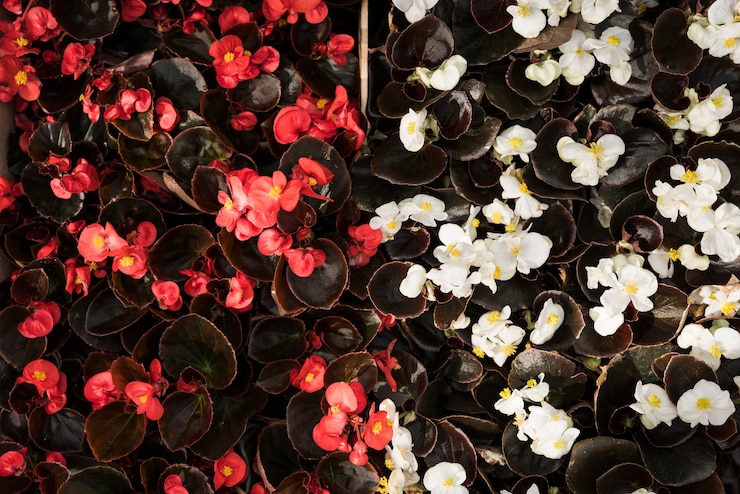Foto gratuito vista dell&#39;angolo alto dei fiori rossi e bianchi della begonia