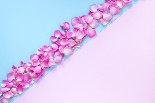 Vista dell&#39;angolo alto dei petali del fiore fresco su doppio fondo rosa e blu