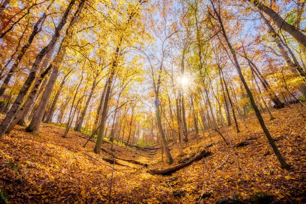 Vista dell'occhio del verme di uno sprazzo di sole tra gli alberi d'autunno sul pendio di una montagna