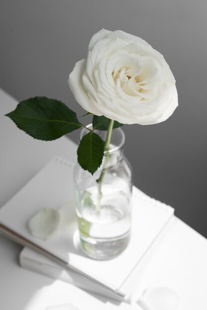 Vista della delicata rosa bianca in vaso