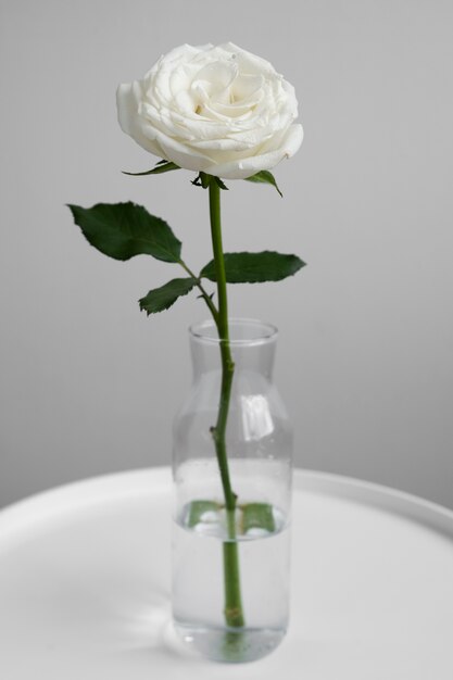 Vista della delicata rosa bianca in vaso