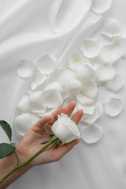 Vista della delicata rosa bianca tenuta da persona