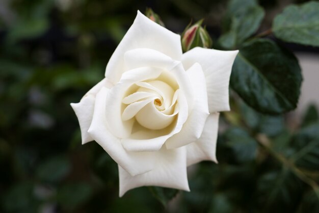 Vista della delicata rosa bianca