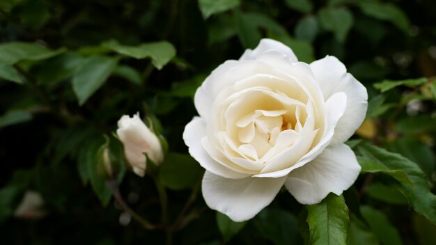 Vista della delicata rosa bianca