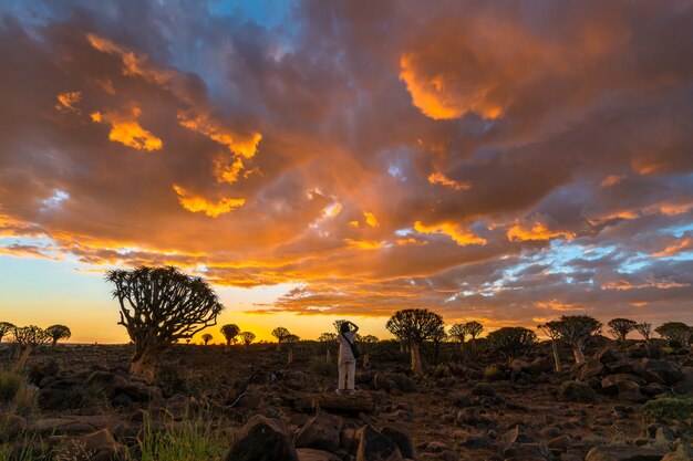 Vista della foresta degli alberi del fremito con la scena del cielo crepuscolare di bello tramonto del cielo in Keetmanshoop, Namibia