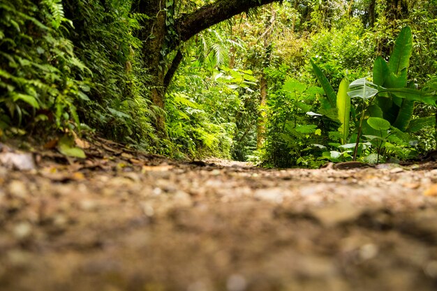 Vista della foresta pluviale verde durante la stagione delle piogge