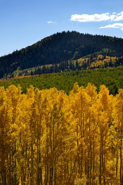 Vista della vegetazione naturale degli Stati Uniti