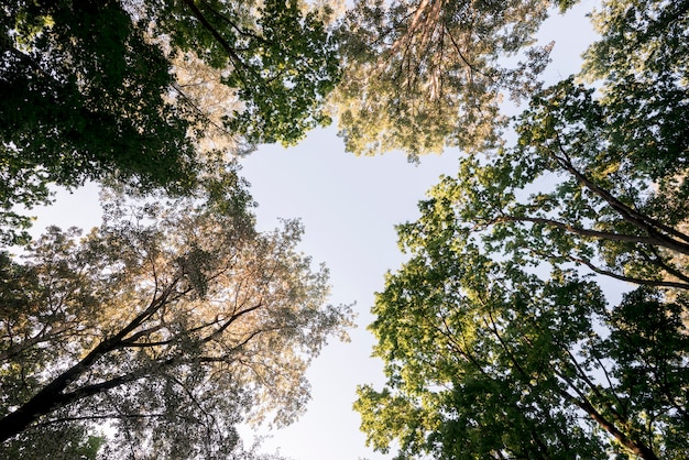 Vista di angolo basso dei rami di albero in parco