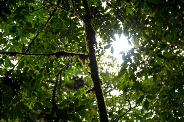 Vista di angolo basso del ramo di albero con muschio nella foresta pluviale della Costa Rica