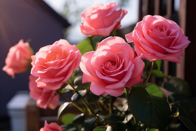 Vista di bellissime rose in fiore