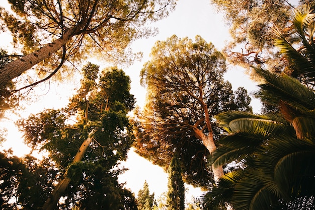 Vista di cielo dalla foresta