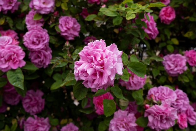 Vista di delicati fiori di rosa