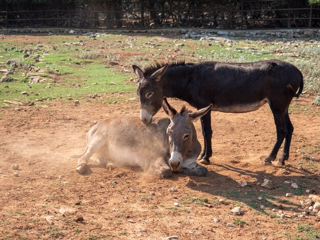 Vista di due pony in una fattoria con un terreno sporco e secco