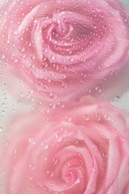 Vista di fiori di rosa dietro vetro condensato