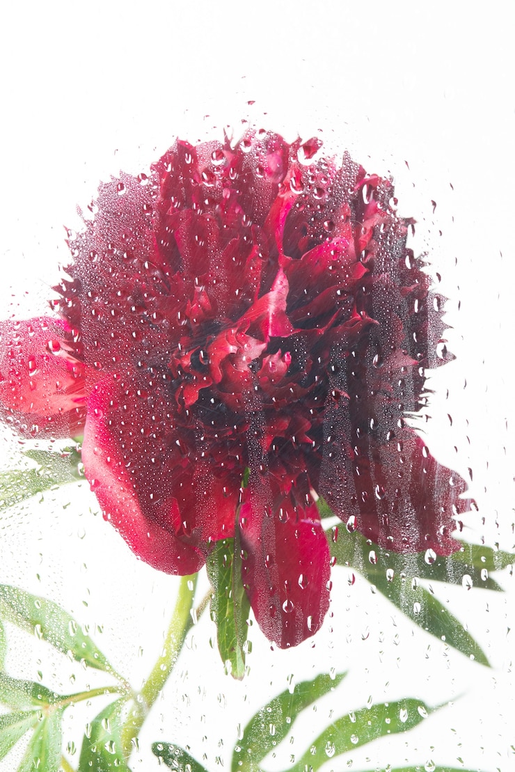 Foto gratuito vista di fiori dietro vetro trasparente con gocce d'acqua