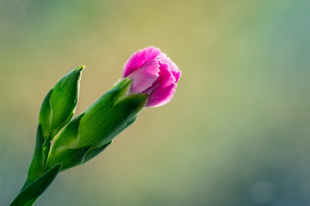 Vista di messa a fuoco selettiva di un bel fiore rosa con uno sfondo naturale sfocato