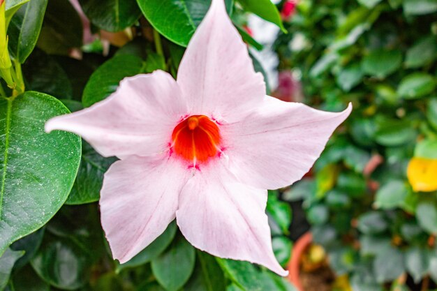 Vista di messa a fuoco selettiva di un bellissimo fiore bianco Rocktrumpet catturato in un giardino