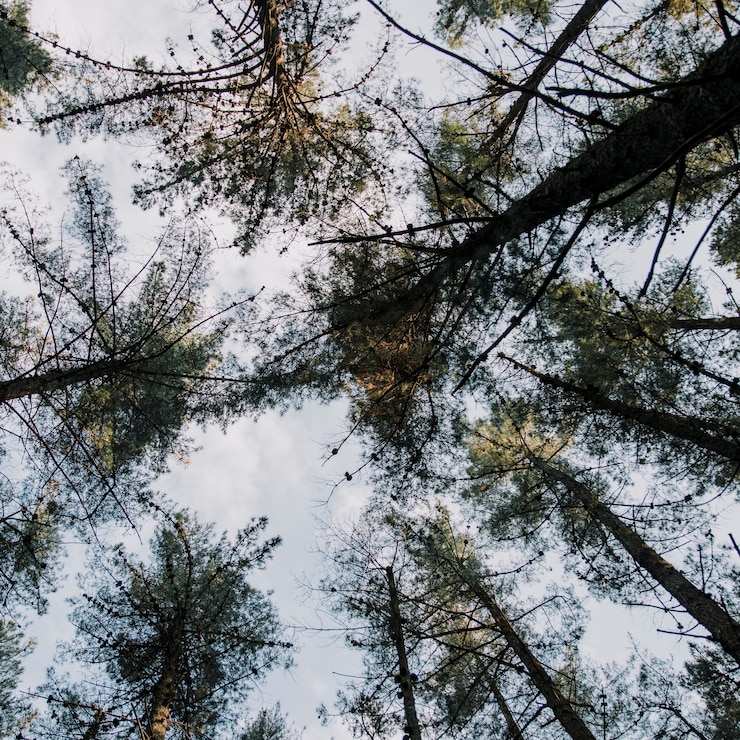 Foto gratuito vista di sezione bassa di alberi ad alto fusto nella foresta
