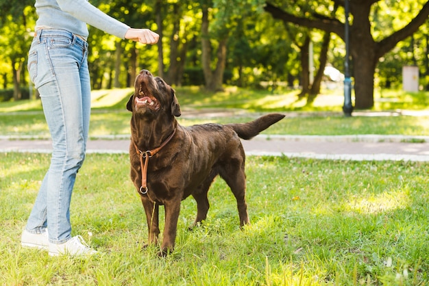 Vista di sezione bassa di una donna che gioca con il suo cane nel parco