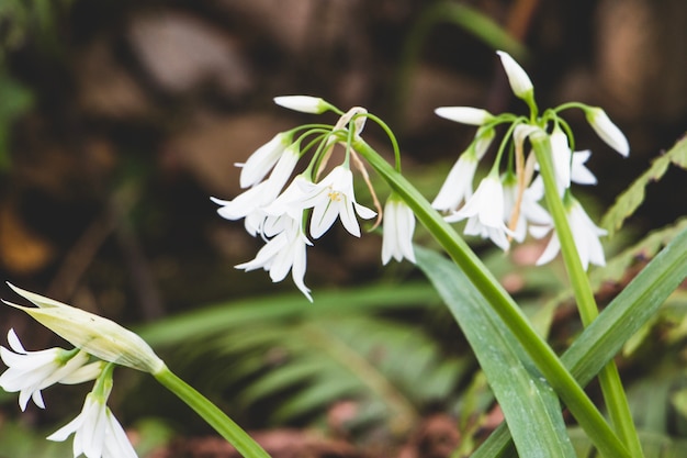 Vista di snowdrops in legno