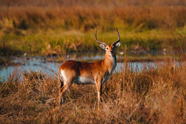 Vista di un'antilope nel suo habitat durante il safari nel delta dell'Okavanga Botswana