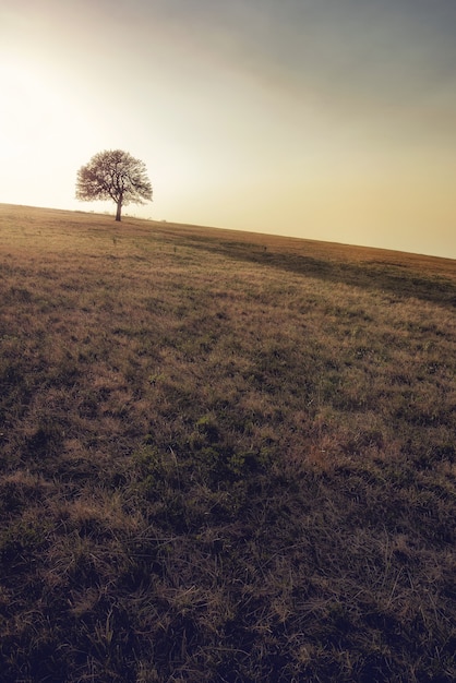 Vista di un singolo albero che cresce sul prato in montagna Rajac, Serbia