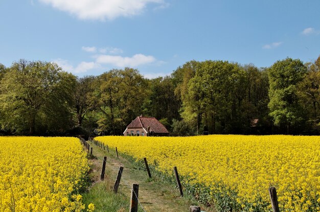 Vista di una bella casa in un campo coperto di fiori e alberi nei Paesi Bassi