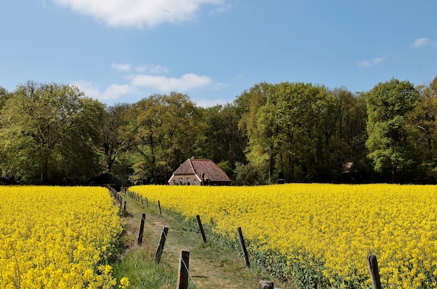 Vista di una bella casa in un campo coperto di fiori e alberi nei Paesi Bassi