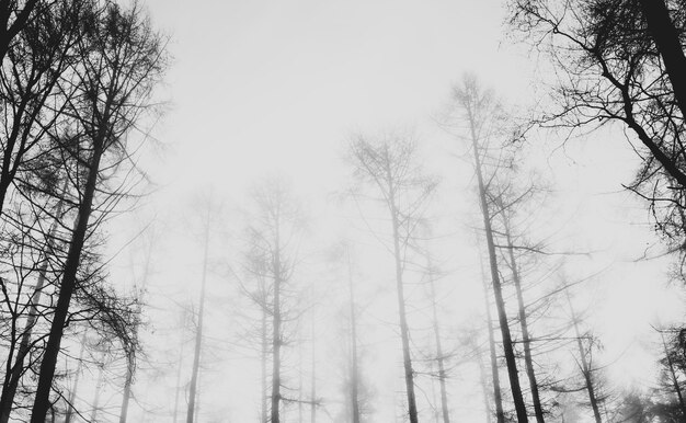 Vista di una foresta nebbiosa