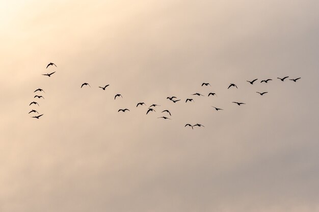 Vista di uno stormo di uccelli che volano in un bel cielo durante il tramonto