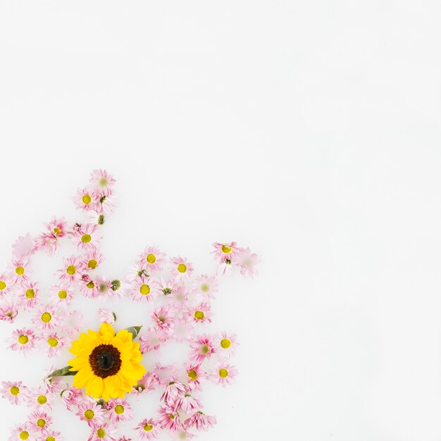 Vista elevata del fiore giallo e fiori rosa su sfondo bianco